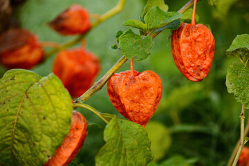 ほおずき（鬼灯、鬼燈、酸漿）