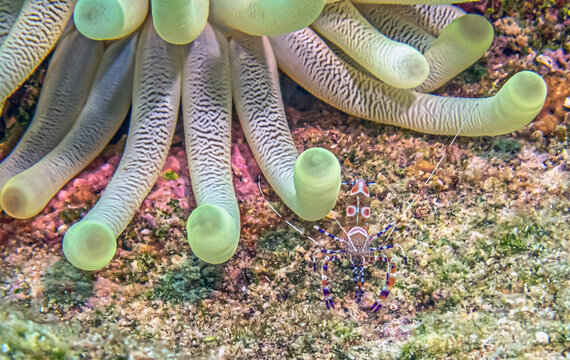 spotted cleaner shrimp ,Periclimenes yucatanicus,