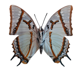 Great Nawab butterfly Polyura eudamippus is isolated against a plain background, highlighting its striking wing patterns and colors. This butterfly represents beauty in nature's diversity.