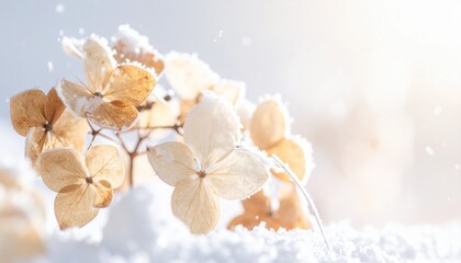 薄く霜をまとったドライアジサイの花びらが、淡い冬光の中で繊細な質感を見せる。
背景では柔らかく雪が舞い、白く空気を含んだような軽やかなトーンが広がる。