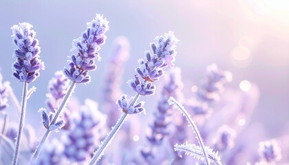 Naklejka premium 雪をまとったラベンダーの茎が、冷たいパステル調の冬光の中で静かに佇む情景。 朝霜が細かな輝きを放ち、淡い色合いがやわらかな空気感と季節感を強調する。