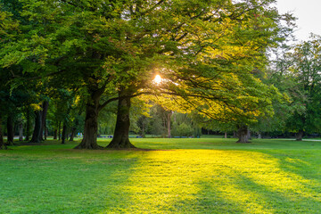 Englischer Garten Green Public Park at Sunset. Munich, Bavaria, Germany