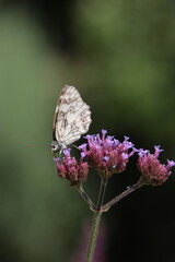 Schachbrettfalter auf Eisenkraut