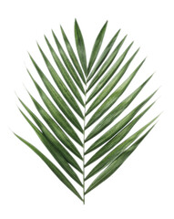 Fototapeta premium Beautifully isolated vibrant green tropical palm leaf on a clean white background