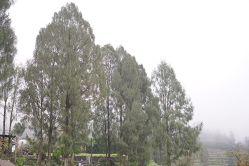A serene row of tall, slender evergreen trees gracefully emerging from a soft, ethereal fog on a tranquil, overcast day, creating a mysterious natural vista