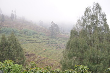 Serene view of mist-shrouded agricultural hills, showcasing terraced fields and lush trees in a tranquil, natural highland environment, bathed in soft, diffused light