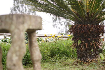Soft focus stone baluster frames a garden scene. A prominent palm tree stands amidst green grass and yellow wildflowers, bathed in bright, natural light