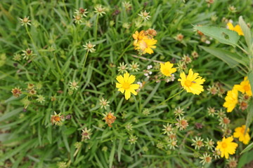Close-up of vibrant yellow wildflowers blooming profusely in a lush green garden bed, showcasing nature's delicate beauty and a cheerful array of small blossoms thriving under natural light