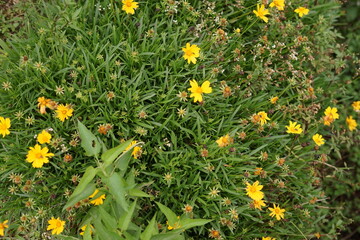 Bright yellow wildflowers with lush green foliage thriving in a vibrant meadow, capturing the essence of natural beauty and growth in a sunny outdoor setting
