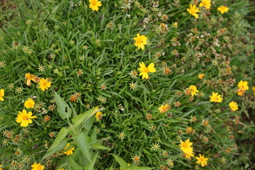 Lush green foliage adorned with vibrant yellow wildflowers, creating a picturesque scene of natural beauty and delicate summer bloom in an outdoor garden