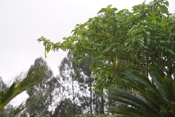 Vibrant green foliage adorned with slender, colorful pods against a soft, overcast sky, showcasing nature's quiet beauty and the subtle bounty of a flourishing garden