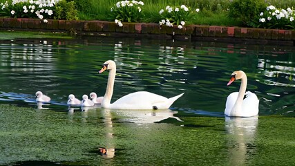 Two Elegant Adult Swans Glide Across a Quiet Pond Surrounded by Fluffy Cygnets