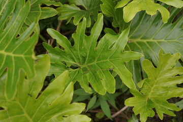 Close-up of vibrant green tropical plant leaves with intricate patterns, showcasing the lush natural beauty and detailed texture of the exotic foliage in soft light