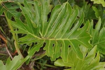 Close-up vibrant green tropical plant leaf with intricate deep lobes, showcasing the beautiful natural patterns and lush botanical texture in detailed macro photography