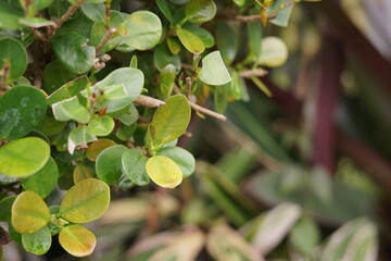 Close-up of lush green and variegated yellow-green leaves on a vibrant plant, capturing the freshness and intricate patterns of natural foliage in soft light