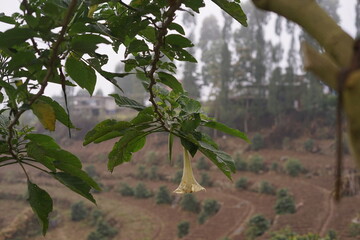 Delicate bell-shaped blossom hangs amidst lush green foliage, with misty terraced hills and distant structures adding depth to this serene natural landscape