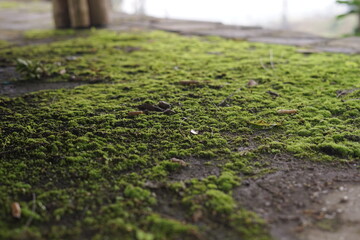Vibrant emerald green moss forms a natural, textured carpet on a weathered concrete or stone surface, showcasing organic growth and the resilience of plant life in an outdoor environment