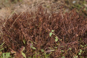 A dense cluster of dried, brown vegetation stands as a testament to the changing seasons, showcasing the subtle beauty found in the natural process of wilting and dormancy in the wild