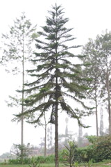 Fototapeta premium Majestic coniferous tree standing tall against a bright, overcast sky, showcasing its vibrant green needles and commanding presence in a natural outdoor landscape