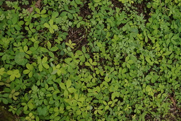 Vibrant Green Ground Cover Foliage Capturing Natural Growth and Dense Plant Texture in a Forest Understory, Perfect for Organic Backgrounds and Environmental Themes
