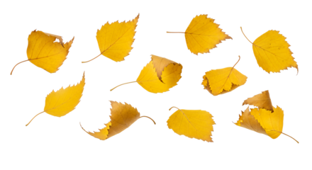 Scattered golden yellow birch leaves on a pristine white background, showcasing the beautiful essence and crisp elegance of the fall season, ideal for autumn-themed designs