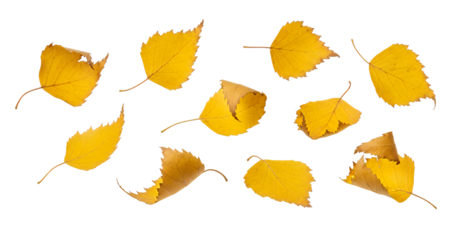 Scattered golden yellow birch leaves on a pristine white background, showcasing the beautiful essence and crisp elegance of the fall season, ideal for autumn-themed designs