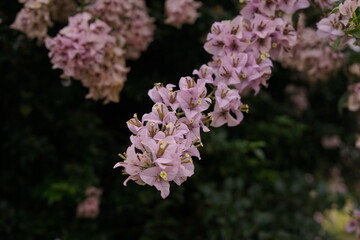 Close-up of delicate light purple and pink blossoms bursting with soft petals, showcasing the natural beauty of blooming flowers in a serene outdoor garden setting under natural light