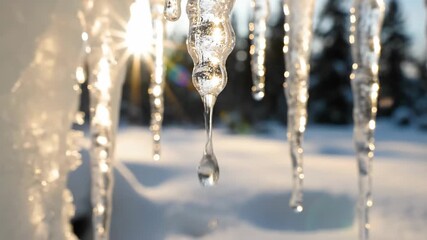 Close up of melting icicles with water droplets falling in winter sunlight. - Powered by Adobe