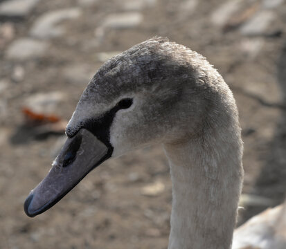 Close-up Portrait of a Young Swan in Natural Light