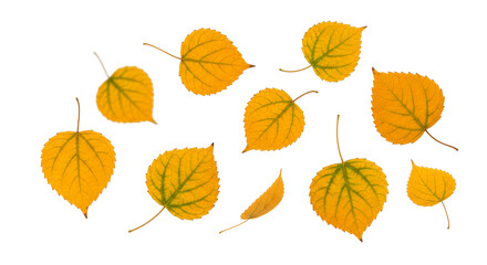 Obraz premium Vibrant Autumn Leaves on White Background A Collection of Golden Foliage in Fall Season