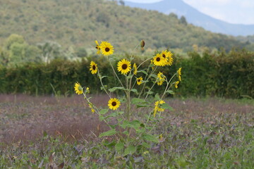 girasoli al tramonto