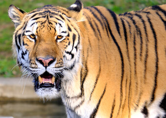 トラ,虎,動物,動物園,野生動物,野生,自然,ネコ科,肉食動物,王者,猛獣,迫力,威厳,クローズアップ,顔,ポートレート,毛皮,模様,縞模様,オレンジ,黒,目,鋭い,生き物,生物,アジア,インド,シベリア,ベンガルトラ,アムールトラ,