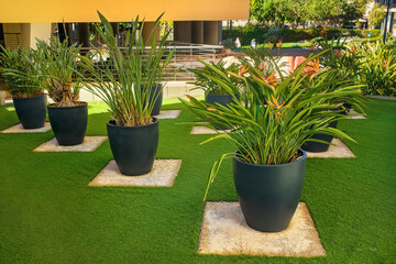 Blooming tropical plants in large pots arranged neatly on a modern outdoor lawn with vibrant greenery and decorative landscaping.