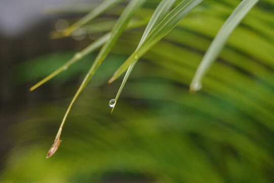 Crystal clear water droplet clinging to the tip of a vibrant green tropical palm leaf, showcasing the freshness and detail of nature after rain or morning dew.