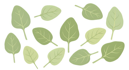 Fresh Spinach Leaves A Vibrant Collection for Culinary Designs