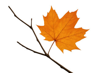 Vibrant orange maple leaf growing on a bare branch displaying autumn season change on transparent background