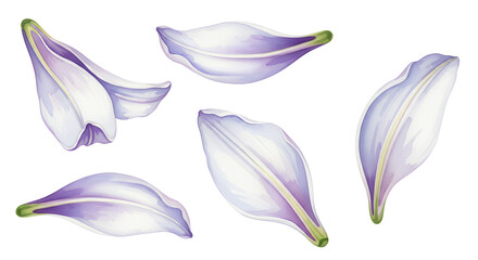 Detailed watercolor illustration of a set of delicate purple flower petals, showing gentle curves and textures, isolated on a clean white background
