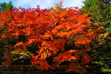 Fototapeta premium 雲場池の紅葉