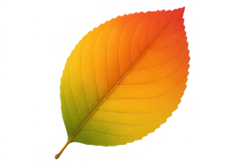 Autumn leaf showing vibrant gradient colors fading from green to yellow to red, illustrating seasonal change
