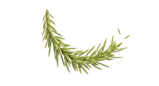 A Delicate Evergreen Pine Branch with Small Needles on a White Background
