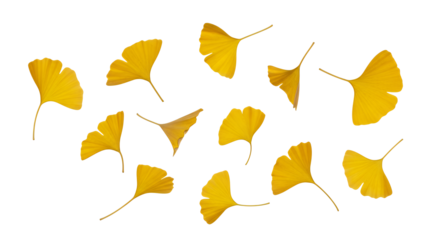 Vibrant collection of scattered golden ginkgo leaves, showcasing the beauty of autumn foliage and natural design elements on a pure white background