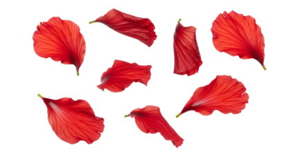 Bright Red Hibiscus Petals Scattered Across a White Background - A Vivid Floral Arrangement