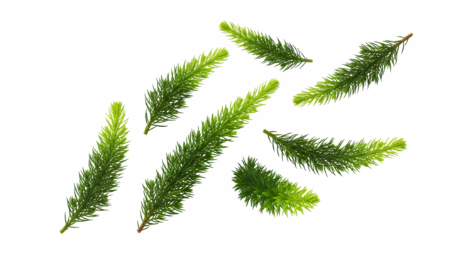 A collection of fresh green fir tree branches with detailed needles, isolated on a clean white background for holiday or nature-themed designs - Powered by Adobe