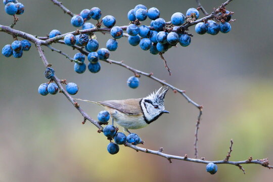 Crested Tit (Lophophanes cristatus) perched on a Blackthorn (Prunus spinosa) branch with ripe sloes &mdash; common bird species in the Czech Republic.