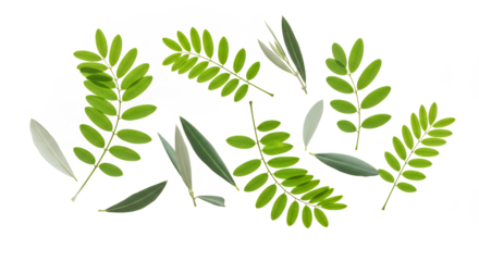 A fresh assortment of delicate green acacia and olive tree leaves beautifully arranged on a clean white background