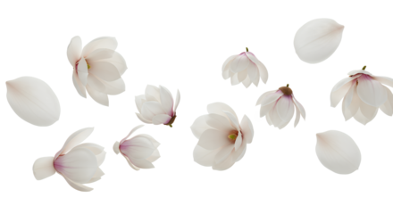 Magnolia Blossom Cascade Delicate Petals in Gentle Fall