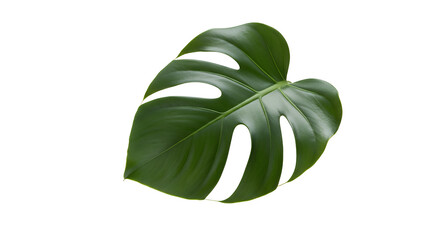 Exotic and vibrant green Monstera leaf with unique natural perforations, beautifully isolated on a crisp white background, showcasing botanical elegance and tropical allure