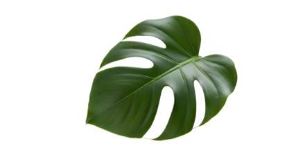 Exotic and vibrant green Monstera leaf with unique natural perforations, beautifully isolated on a crisp white background, showcasing botanical elegance and tropical allure