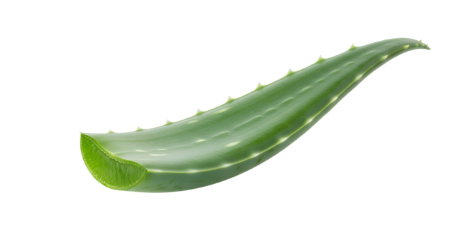A detailed close-up image showcasing a fresh, green aloe vera leaf with its serrated edges and juicy interior, on a plain white background