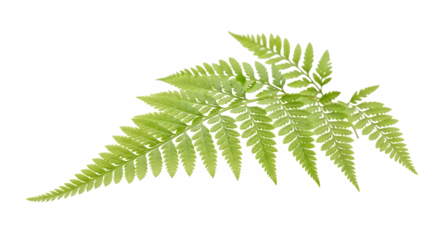 Lush Green Fern Frond A Close-Up View of Nature's Intricate Leafy Design and Detail